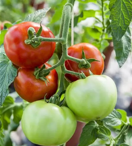 Tomate 'Harzfeuer F1'