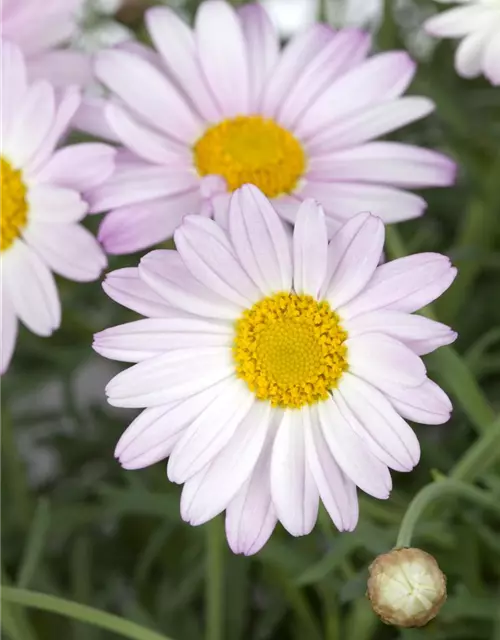 Chrysanthemen