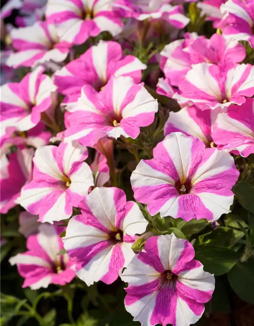 Petunie 'Surprise Pink Star'