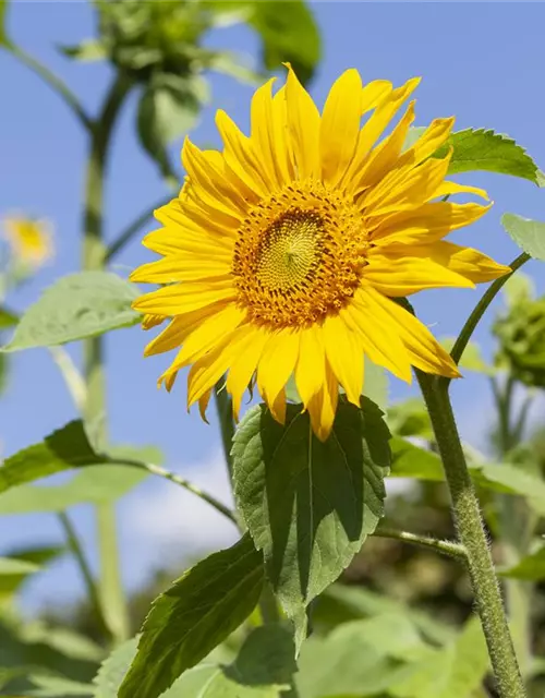 Sonnenblume 'Quarz'