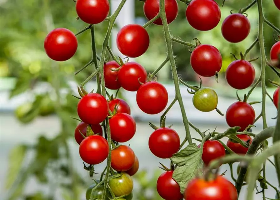 Zwerg-Tomate 'Primabella'