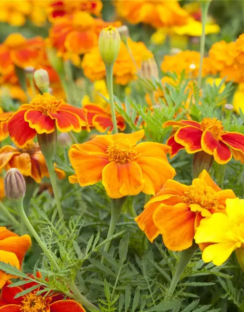 Tagetes 'Espana Mix'