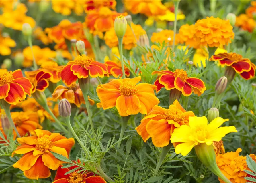 Tagetes 'Espana Mix'