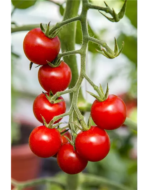 Tomate 'Supersweet 100 F1'