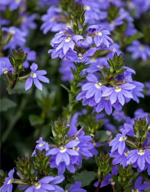 Fächerblume 'Abanico Blue'