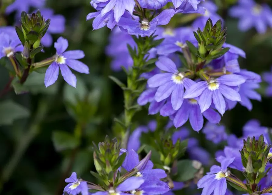 Fächerblume 'Abanico Blue'