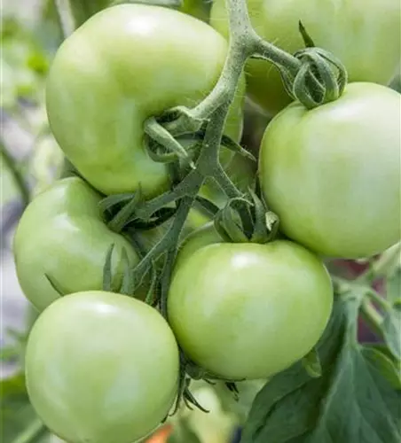 Tomate 'Moneymaker'