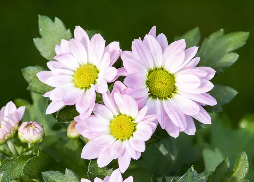 Chrysanthemen