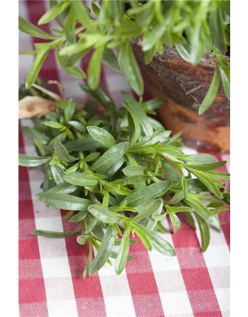 Sommer-Bohnenkraut