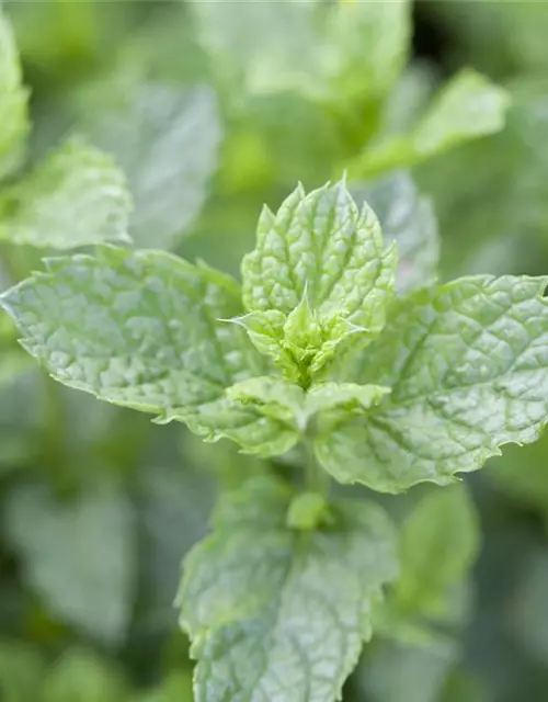 Mentha spicata Moroccan 