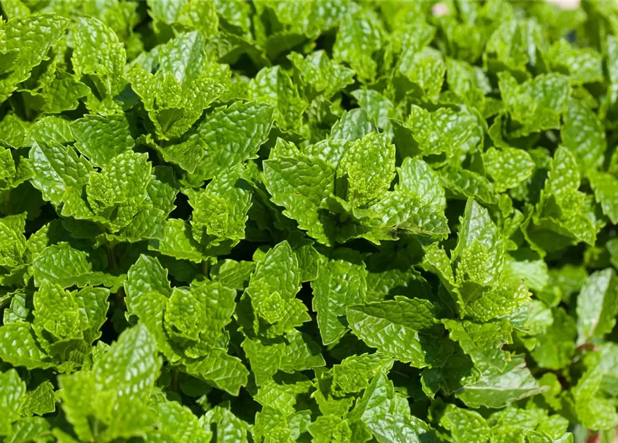 Mentha spicata Moroccan 