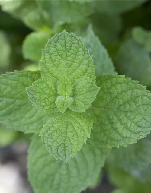 Mentha spicata Moroccan 