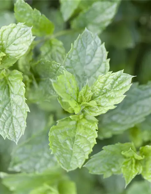 Mentha spicata Moroccan 