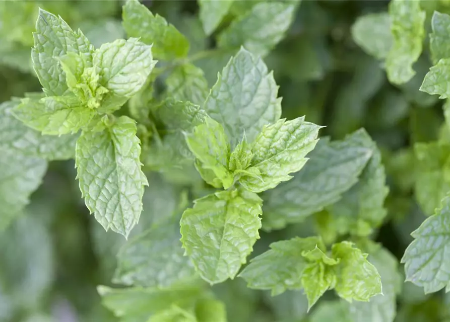 Mentha spicata Moroccan 