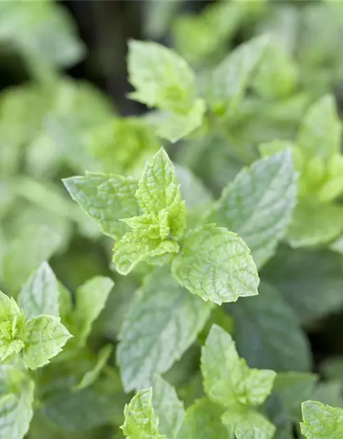 Mentha spicata Moroccan 