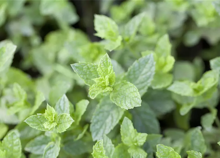 Mentha spicata Moroccan 