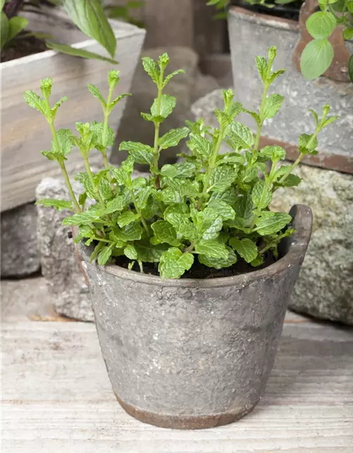 Mentha spicata Moroccan 