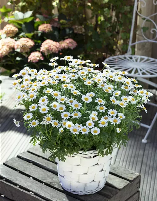 LEUCANTHEMUM