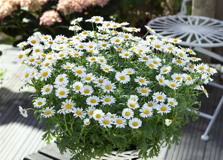 LEUCANTHEMUM