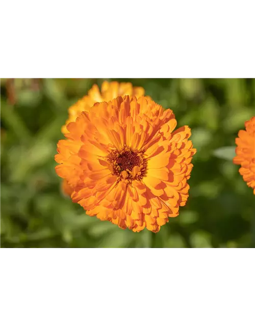 Gefüllte Ringelblume