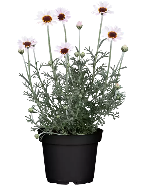 LEUCANTHEMUM