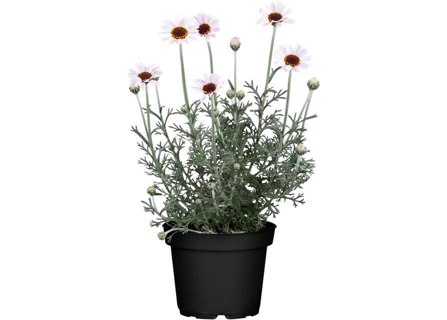 LEUCANTHEMUM