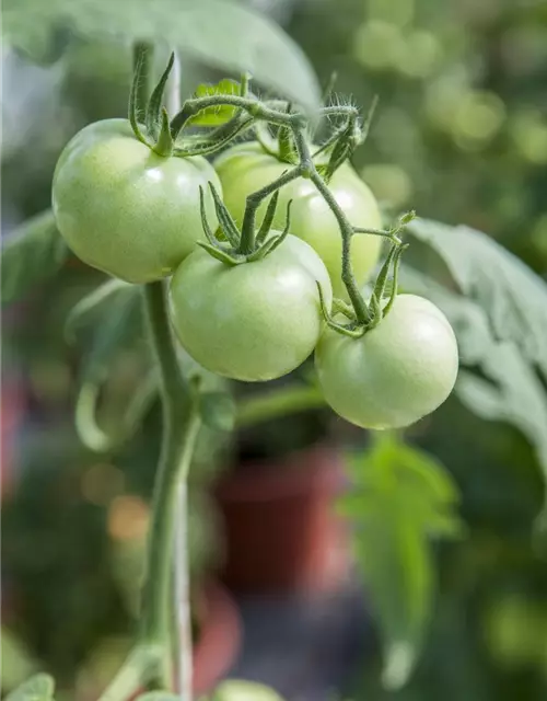 Tomate 'Phantasia'