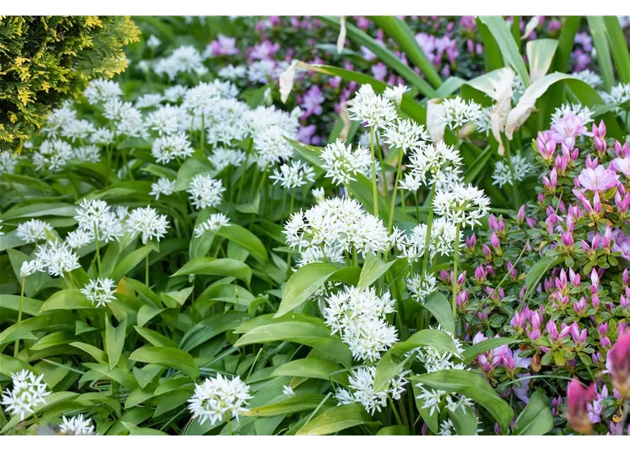 Bärlauch 'Waldknoblauch'