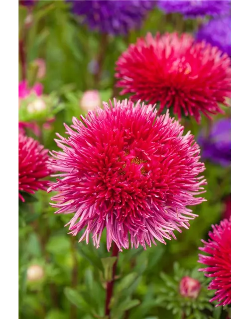 Pompom-Aster 'Gartenstolz'