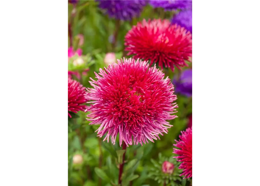 Pompom-Aster 'Gartenstolz'