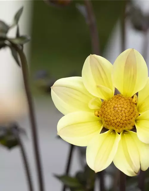 Einfach blühende Dahlie 'Happy Days Lemon'