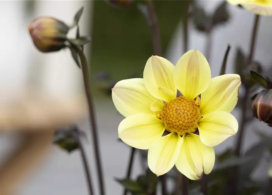 Einfach blühende Dahlie 'Happy Days Lemon'