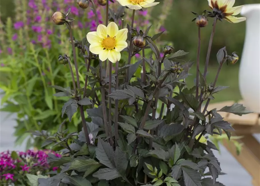 Einfach blühende Dahlie 'Happy Days Lemon'