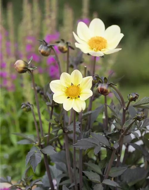 Einfach blühende Dahlie 'Happy Days Lemon'