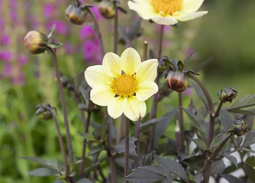 Einfach blühende Dahlie 'Happy Days Lemon'