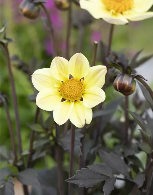 Einfach blühende Dahlie 'Happy Days Lemon'