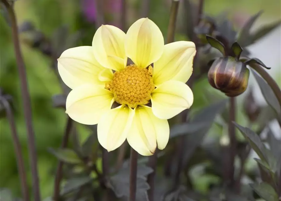 Einfach blühende Dahlie 'Happy Days Lemon'