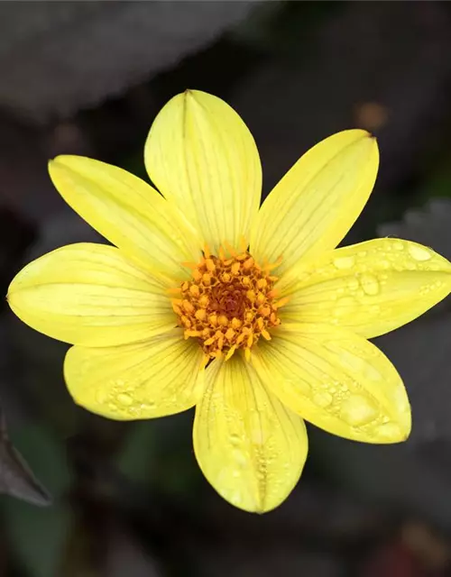 Einfach blühende Dahlie 'Happy Days Lemon'