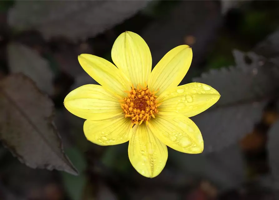 Einfach blühende Dahlie 'Happy Days Lemon'