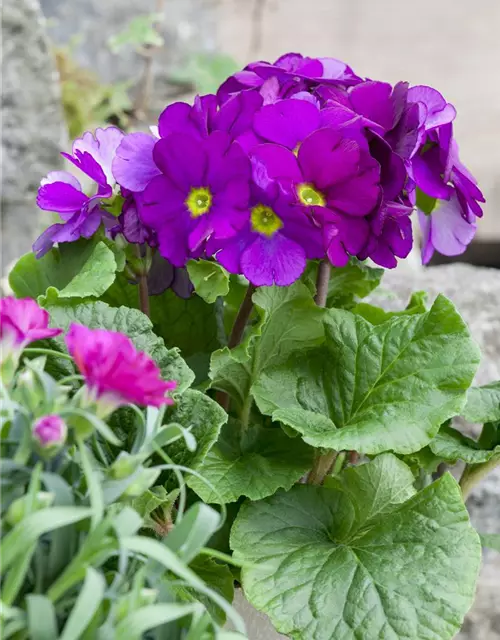 Frühlingsprimel 'Touch Me® Magenta'