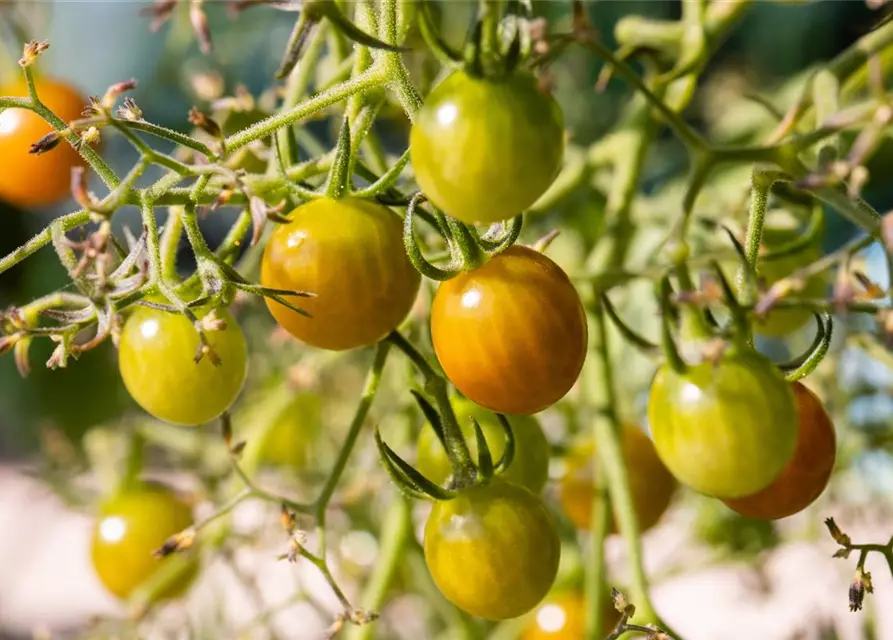 Balkon-Cherrytomate 'Tom Yellow'