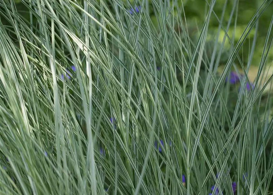 Garten-Chinaschilf 'Morning Light'