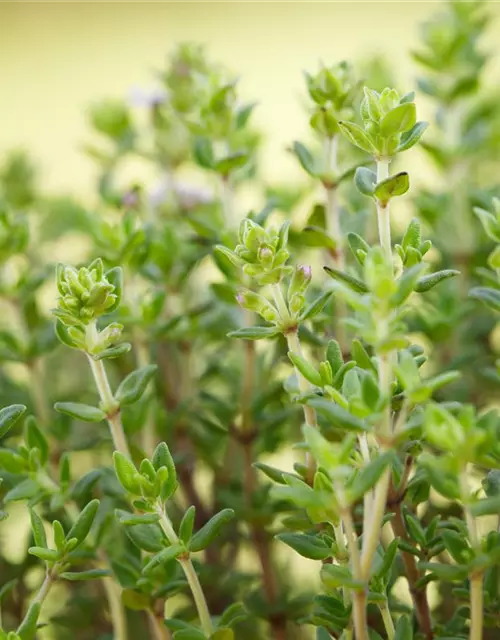 Kugelthymian 'Fredo'