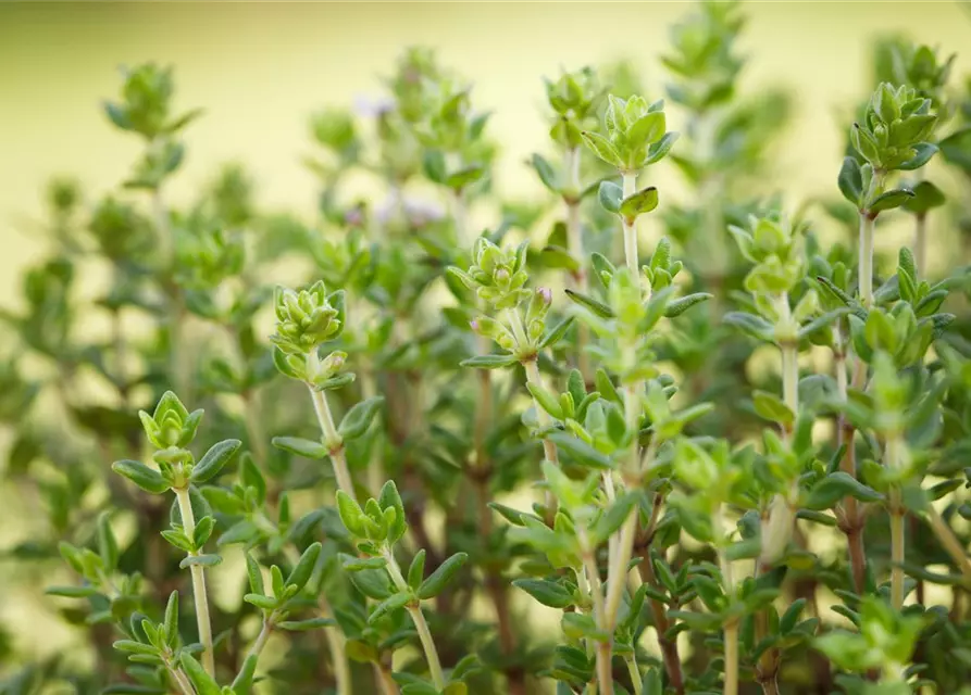 Kugelthymian 'Fredo'