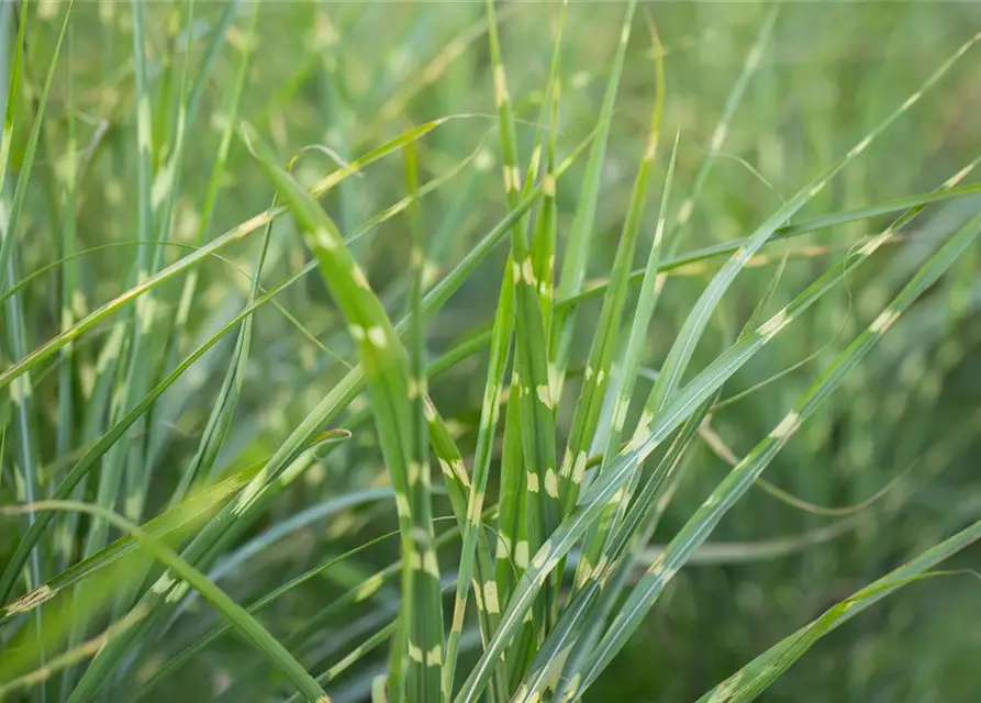 Garten-Chinaschilf 'Zebrinus'