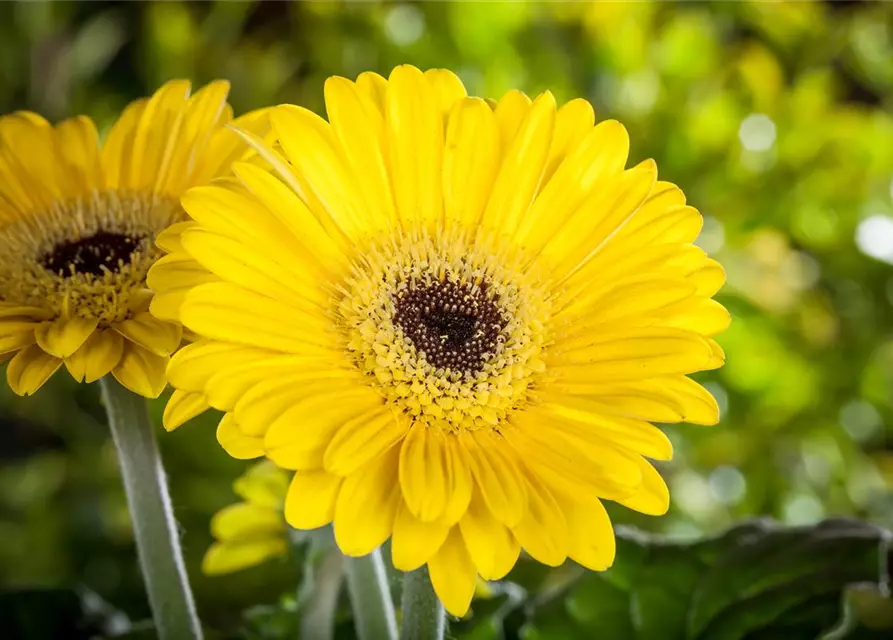 Gerbera 'Garvinea® Sweet Smile'