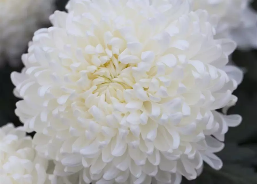 Großblumige Chrysantheme