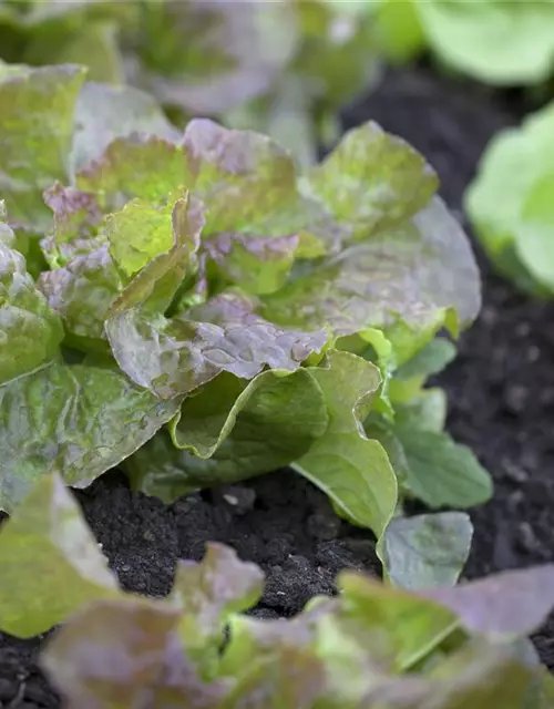 Kopfsalat 'Vierjahreszeiten'