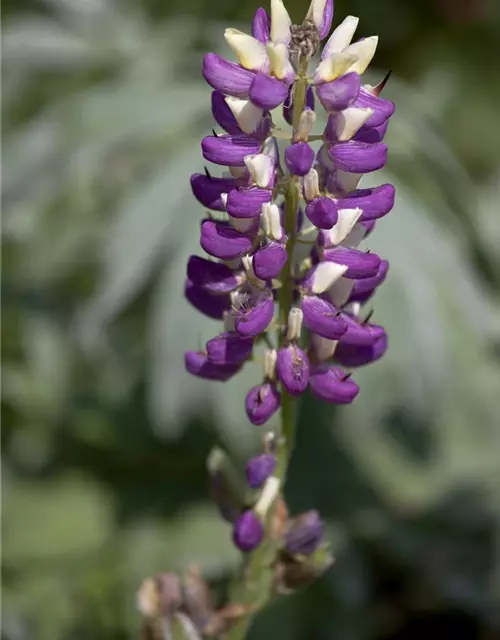 Garten-Lupine 'Russel'