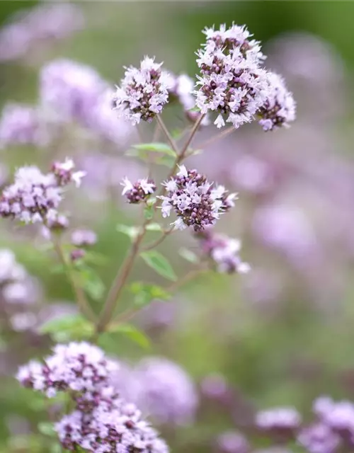 Oregano